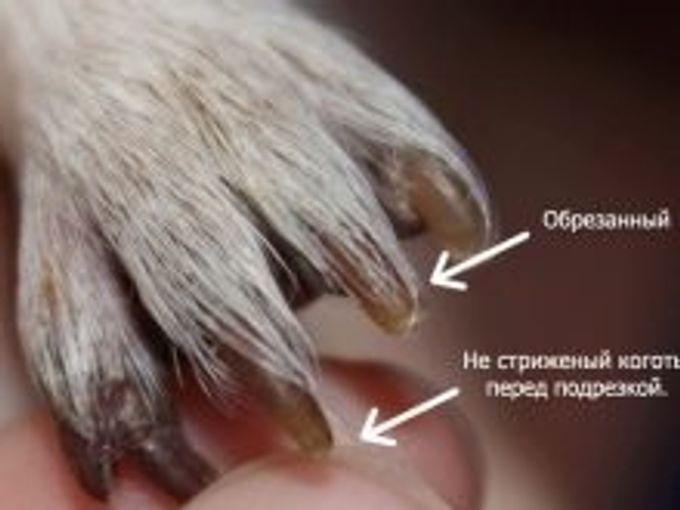 Claws for dogs: varieties, features of choiceora and uses