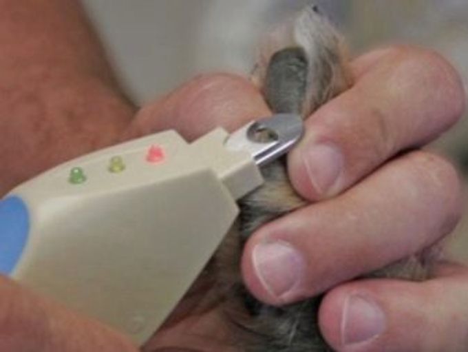 Claw cutters for dogs: varieties, features of choice and use