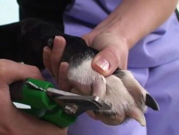  Nail clippers for dogs: varieties, features of choice and use