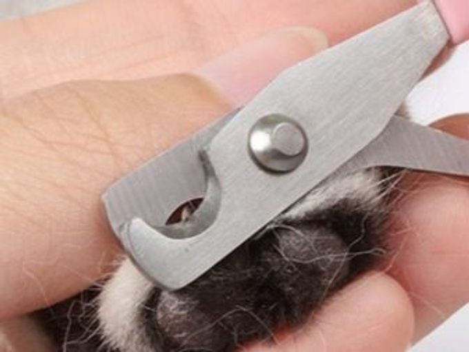 Nail clippers for dogs: varieties, features of choice and use uses