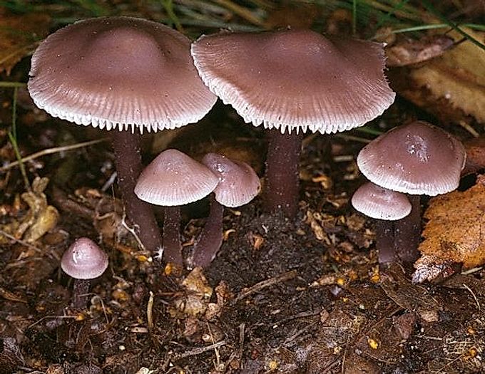 What is the danger of Mycena clean and is it worth collecting?