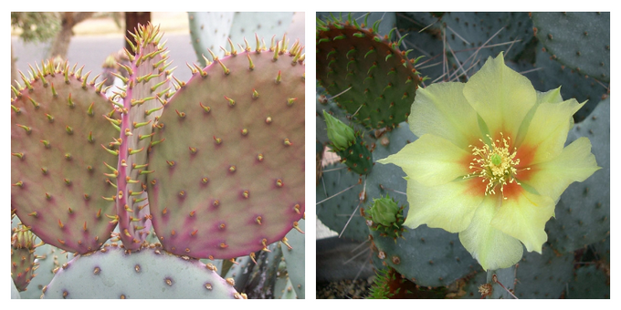Cactus hare ears - Prickly pear