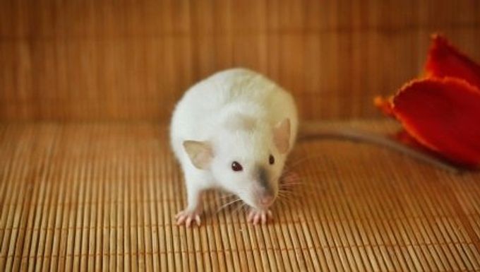 Siamratte: Merkmale und Pflege zu Hause