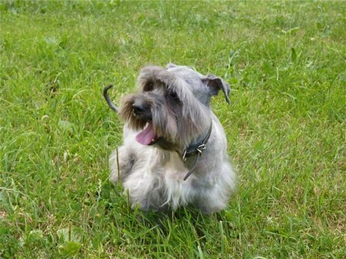 Mixture of a lapdog with other breeds
