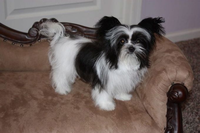 Mixture of a lapdog with other breeds