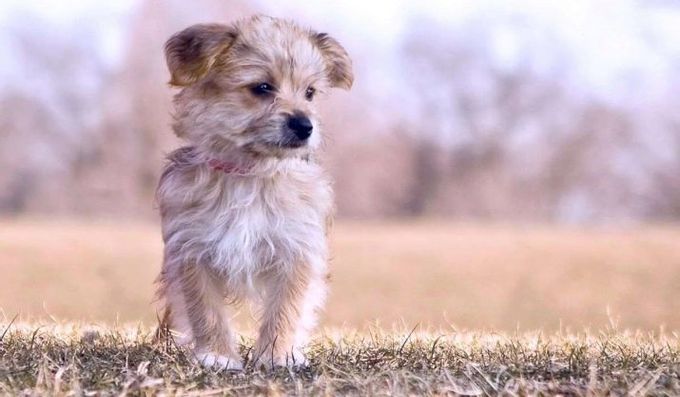 Mixture of a lapdog with other breeds