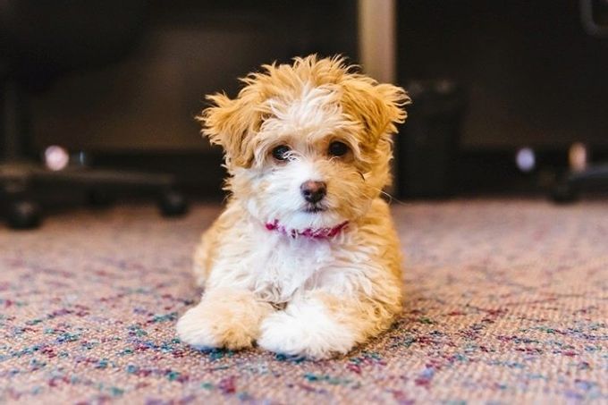 Mixture of a lapdog with other breeds