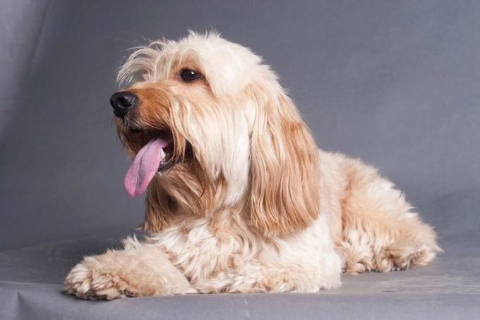 Mixture of a lapdog with other breeds