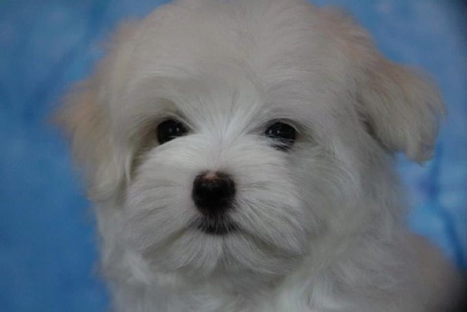 Mixture of lapdog with other breeds