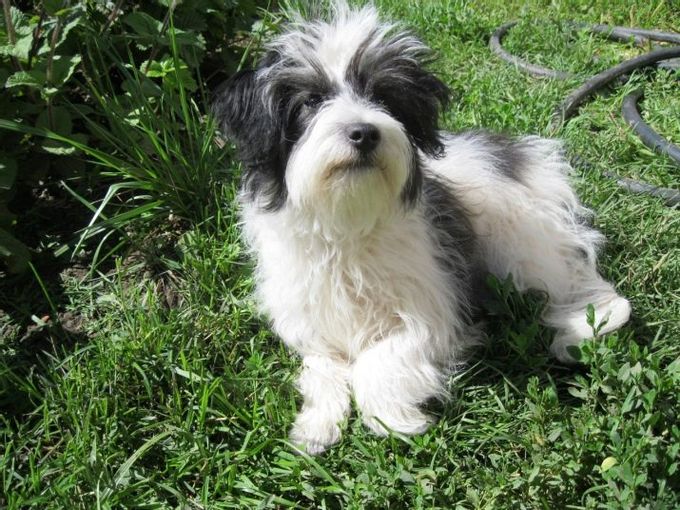 Mixture of lapdog with other breeds
