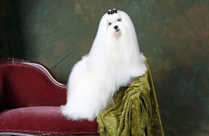 Mixture of lapdog with other breeds