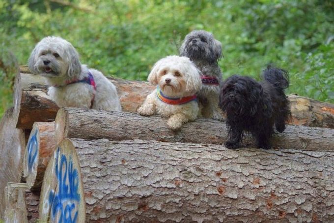 Mixture of lapdog with other breeds