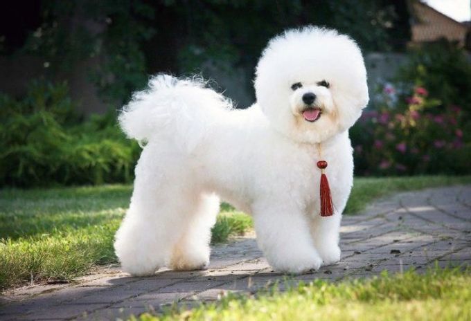 Mixture of lapdog with other breeds