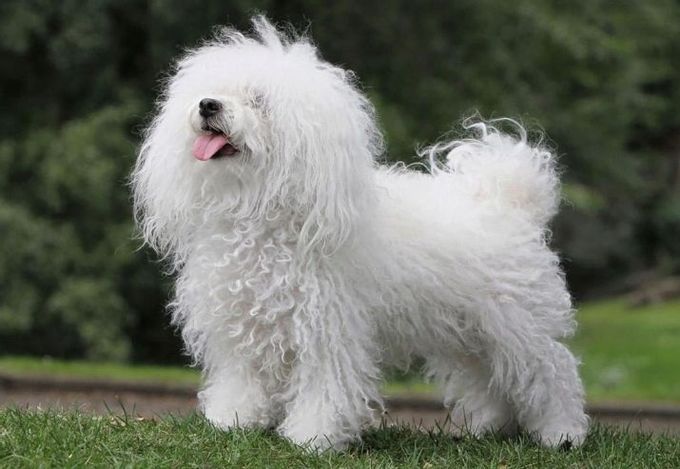 Mixture of lapdog with other breeds
