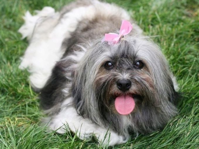 Mix of a lapdog with other breeds
