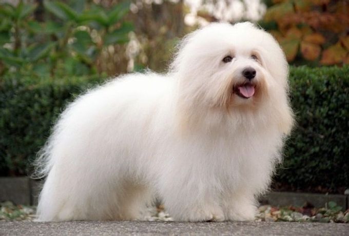 Mixture of a lapdog with other breeds