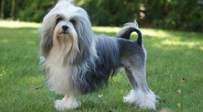Mixture of a lapdog with other breeds