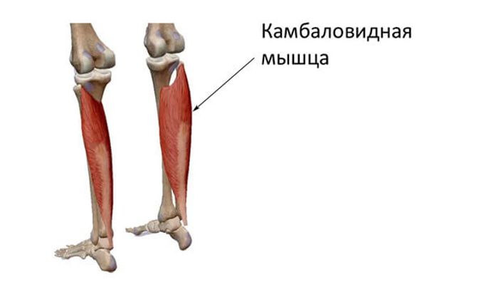 Der Soleus-Muskel des Beins: wo ist er und wie wird gepumpt?