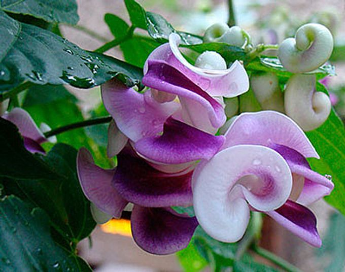 Exotic plants in your garden: cowpea