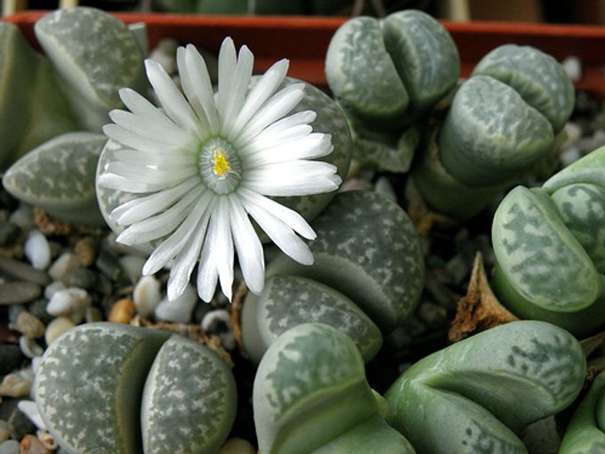 Lithops - plantes sorprenents semblants a les pedres