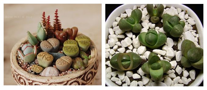Lithops - amazing stone-like plants