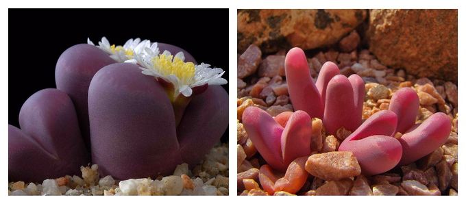 Lithops - amazing plants like stones