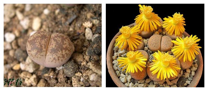 Lithops - amazing plants like stones