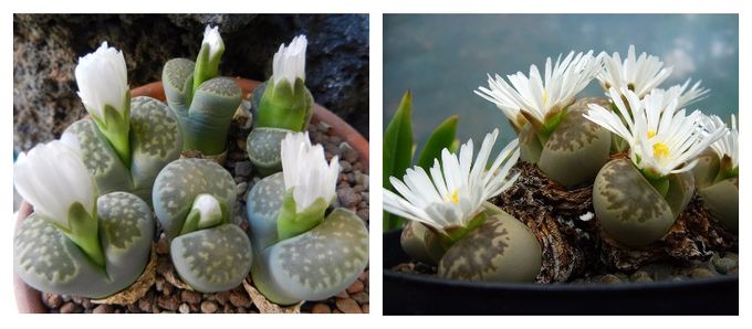 Lithops - amazing plants like stones
