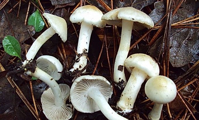 Особливості гриба Волоконніца земляна