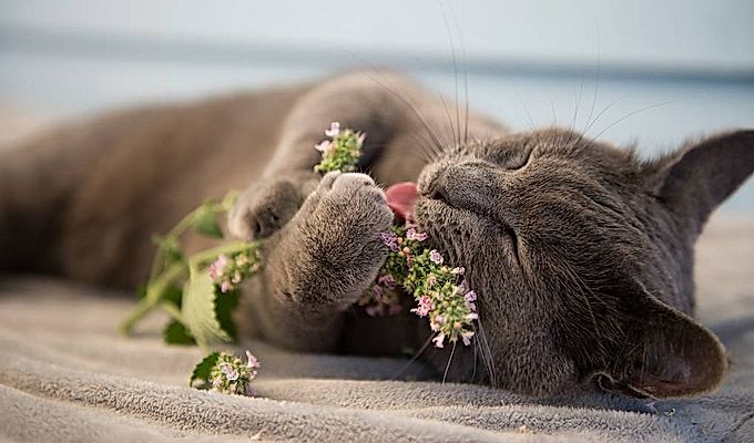 Scientists have figured out why cats eat catnip