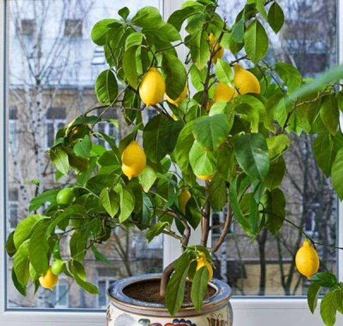 Features of growing homemade lemon: home care, pruning, photo, transplant, as well as plant diseases and benefits and harms