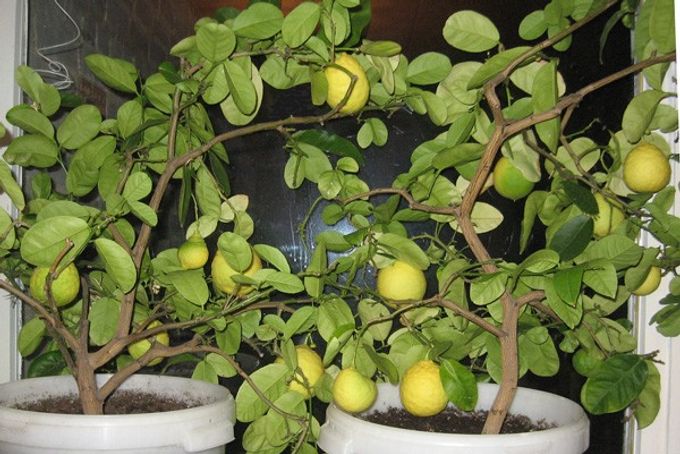 Features of growing homemade lemon: home care, pruning, photo, transplant, as well as plant diseases and benefits and harms