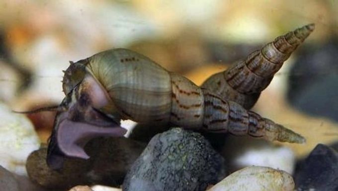 Mivel és hogyan kell etetni az akváriumi csigákat?