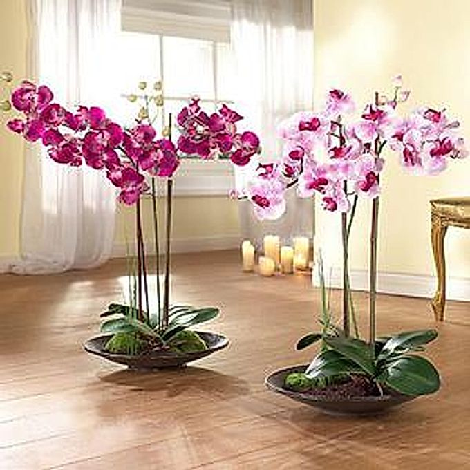 Evde orkide nasıl yetiştirilir?