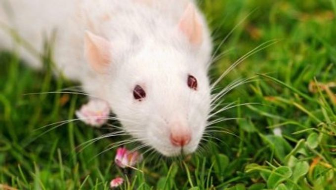 Tot ce trebuie să știi despre șobolani