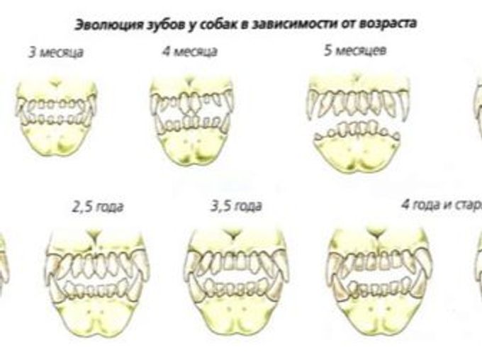 Смена зубов у йорков схема и описание