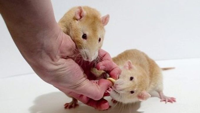 Combien d'années vivent les rats et de quoi cela dépend-il ?
