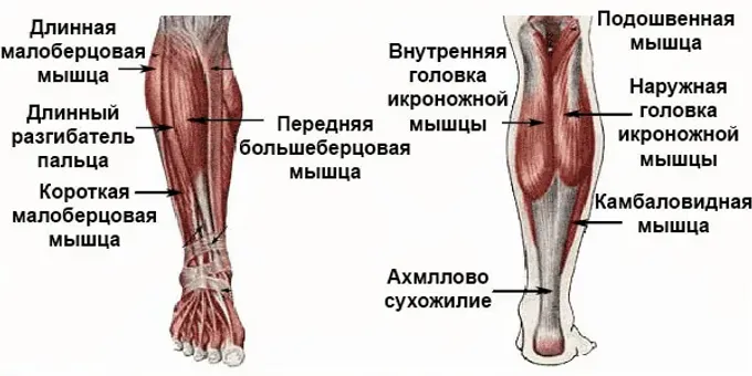 Мышцы нижних конечностей анатомия голень