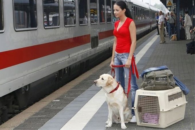 Vorschriften für den Transport von Haustieren