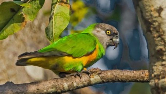 Szenegáli papagájok: jellemzők, tartási és tenyésztési szabályok