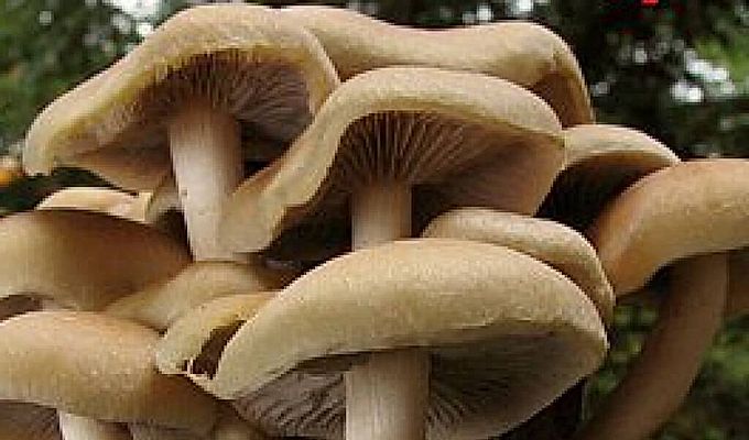  Veel voorkomende valse paddenstoelen 
