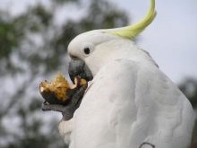 All about cockatoo