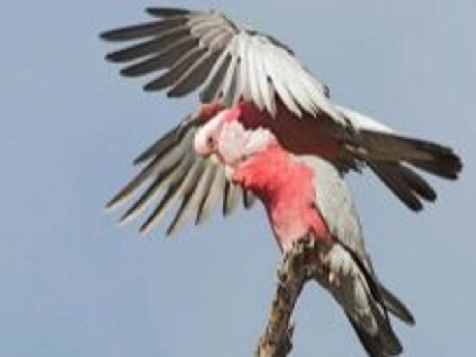 All about cockatoo