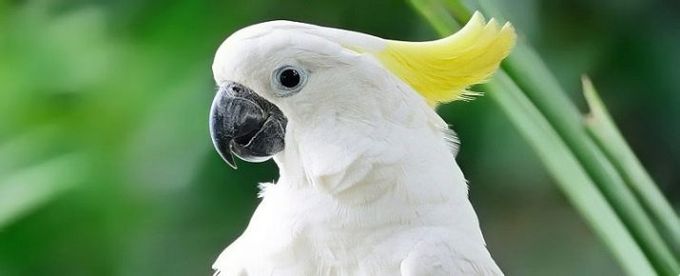 All about cockatoo