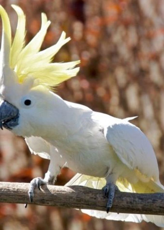 All about cockatoo