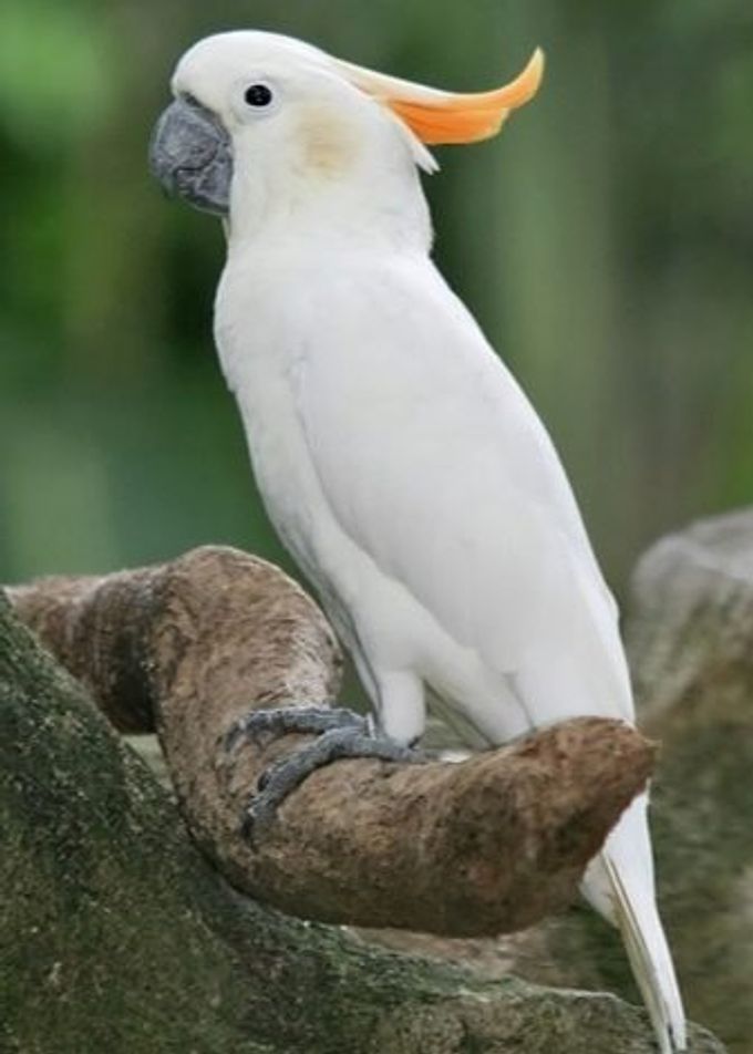 All about cockatoo