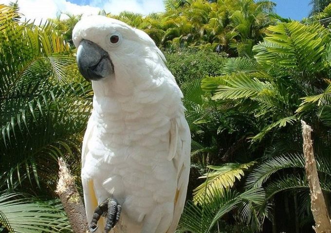 All about the cockatoo