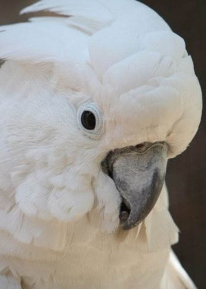 All about the cockatoo
