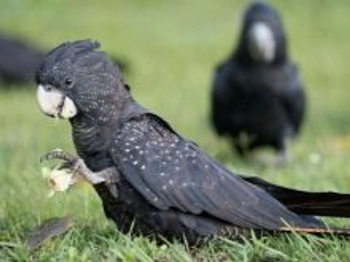 All about cockatoo