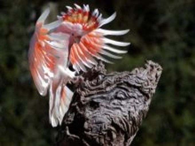All about cockatoo
